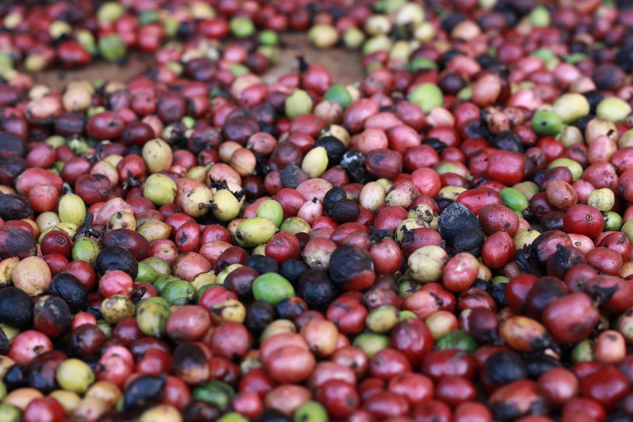 3. 10克青果含量