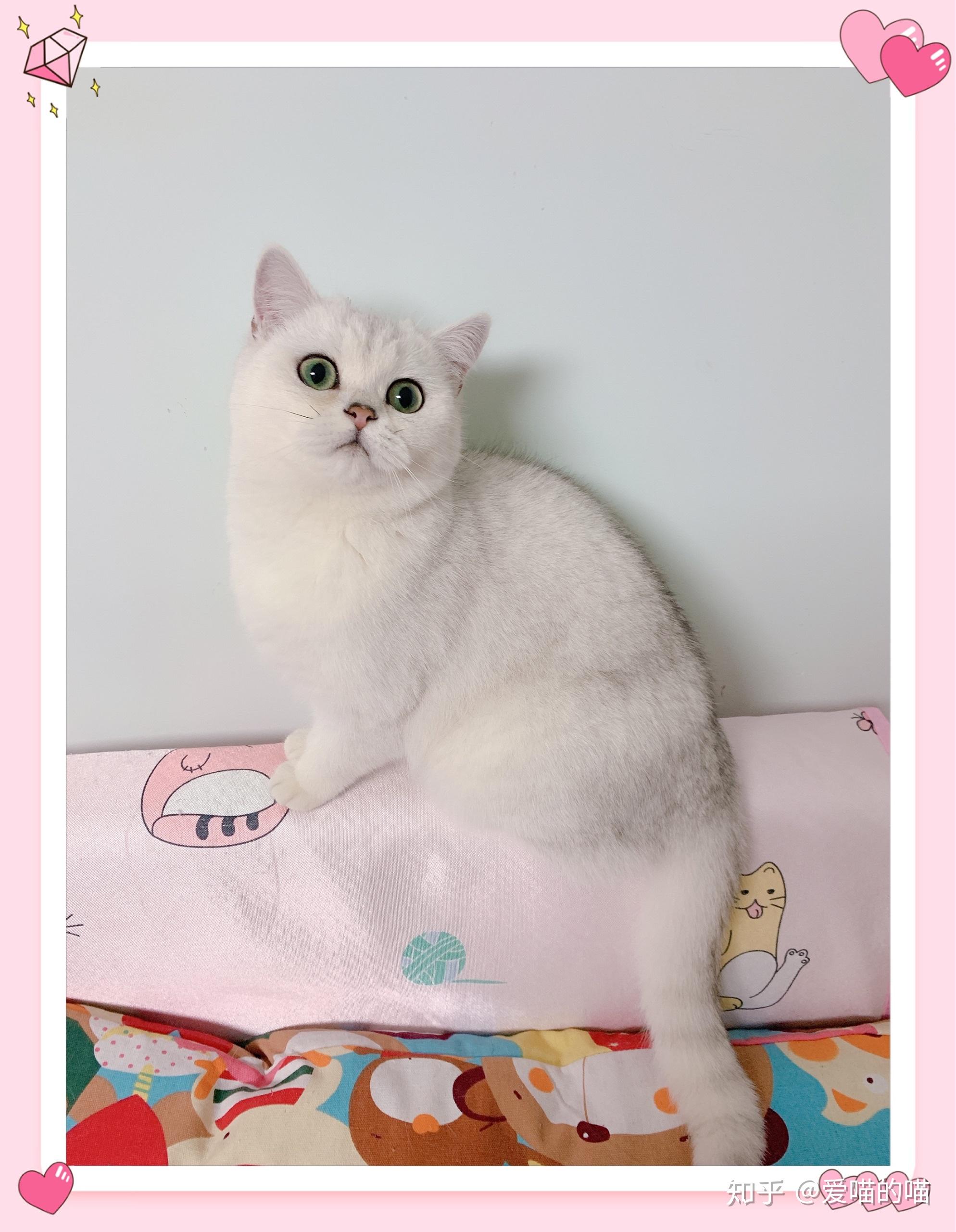 你喜欢银渐层还是银点儿呢