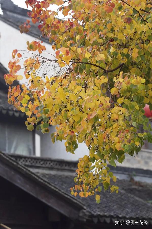 老门东的乌桕树 - 知乎