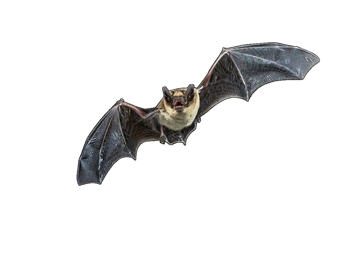 蝙蝠视频大全真实 v2-52afb008c77f964e1ece3e19126a37a8_r.jpg