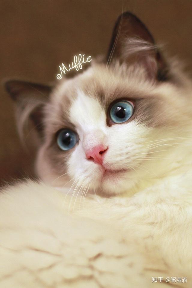 晒晒你见过的最好看的猫