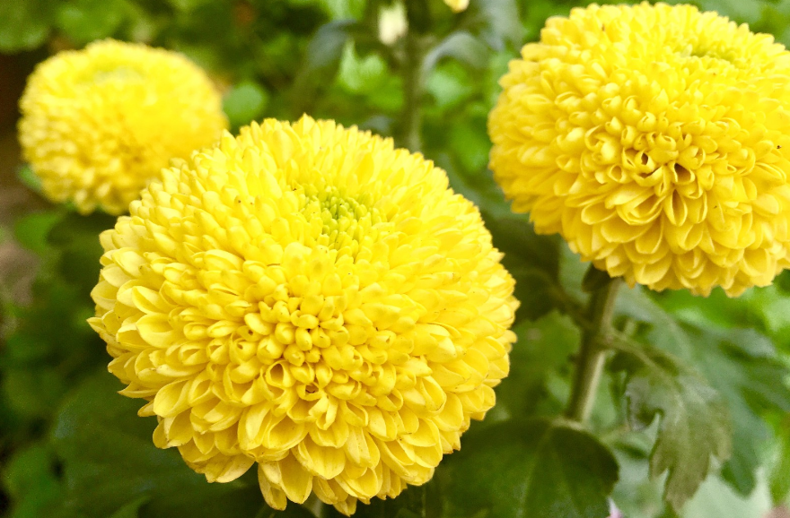 秋季适合养护的花乒乓菊 知乎