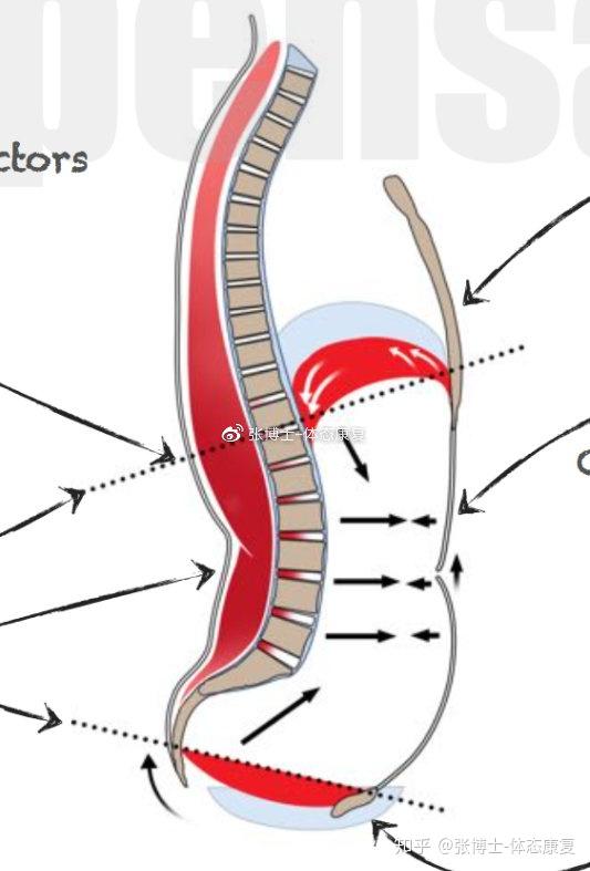 【译文分享】人体矢状面运动的重置与恢复
