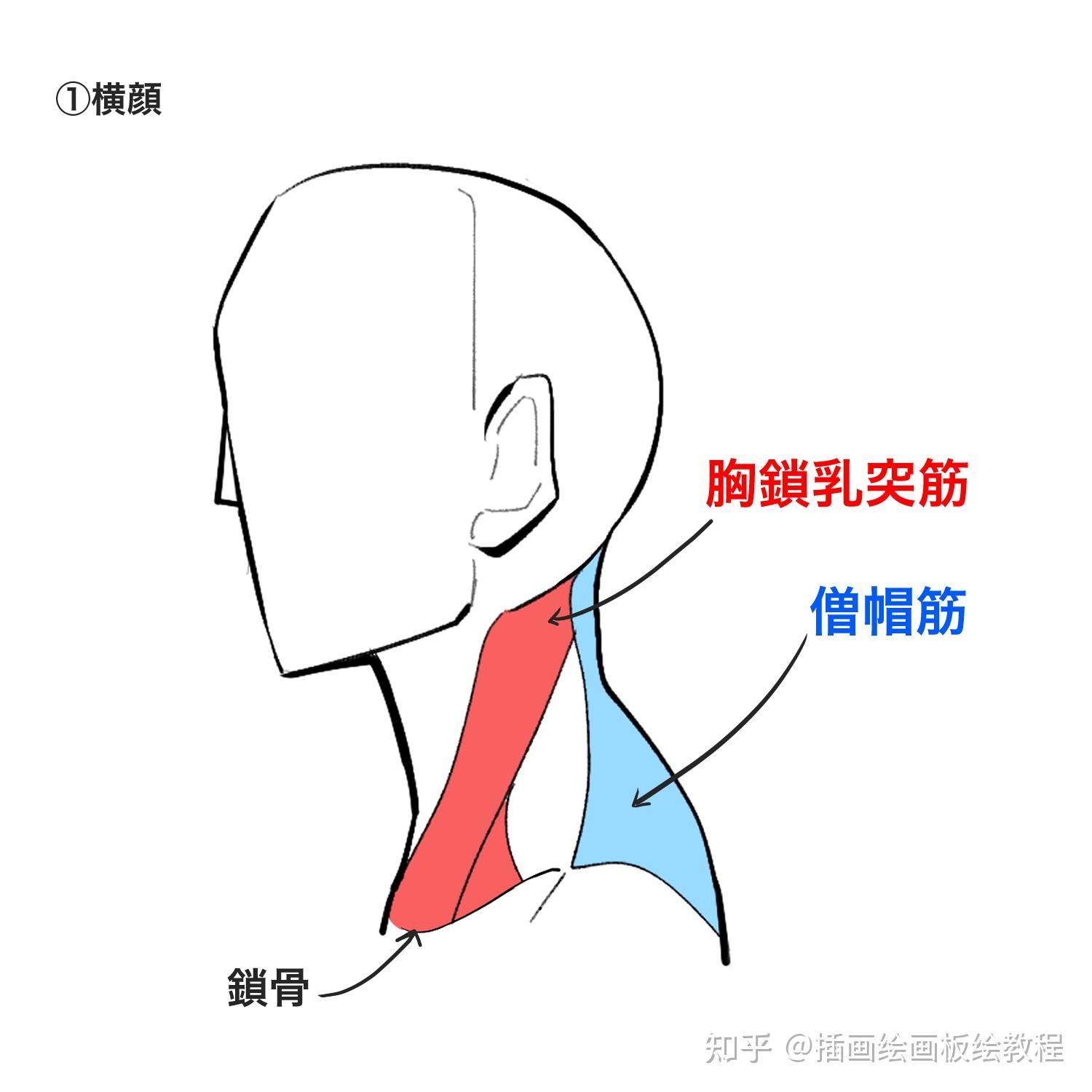 画的人物脖子和人头衔接不上教你正确的头颈肩关系画法