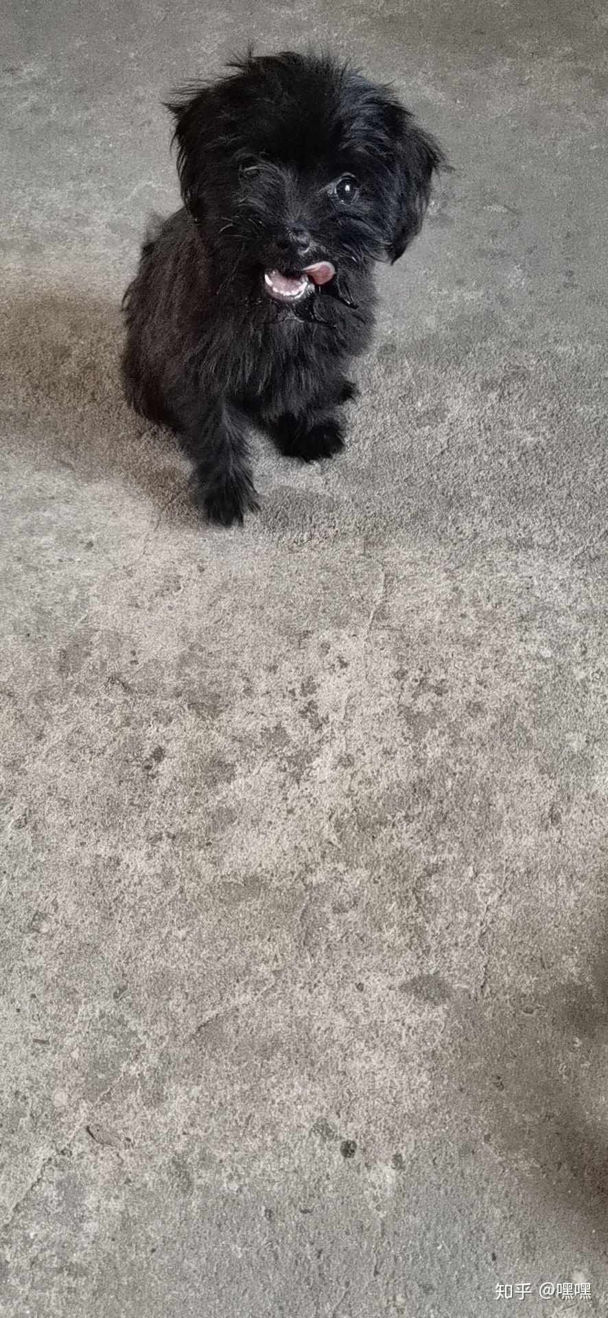 有养过葡萄牙水犬的吗? - 知乎
