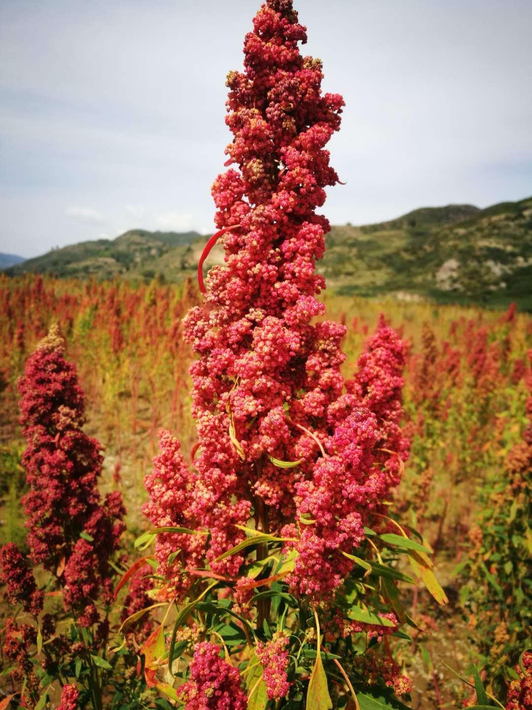 赏藜麦美景众康汇vip客户藜麦种植基地采风
