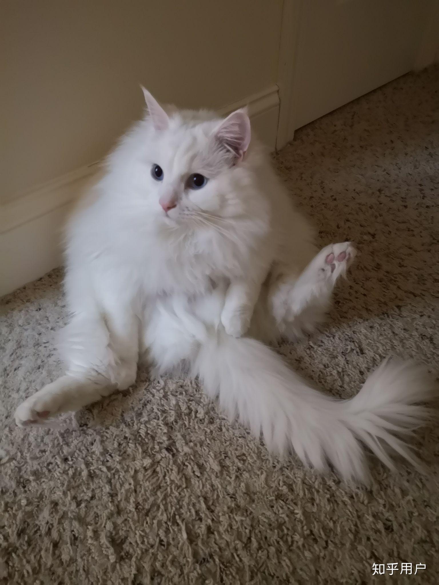 有没有纯白色的布偶猫? 