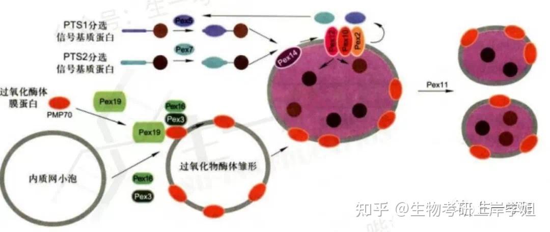 过氧化物酶体结构图图片