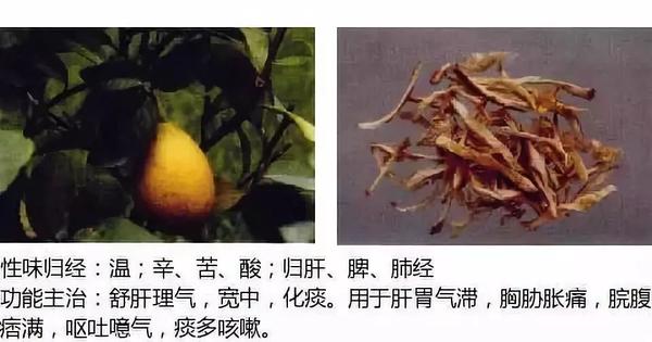 500余种中草药图  第228张