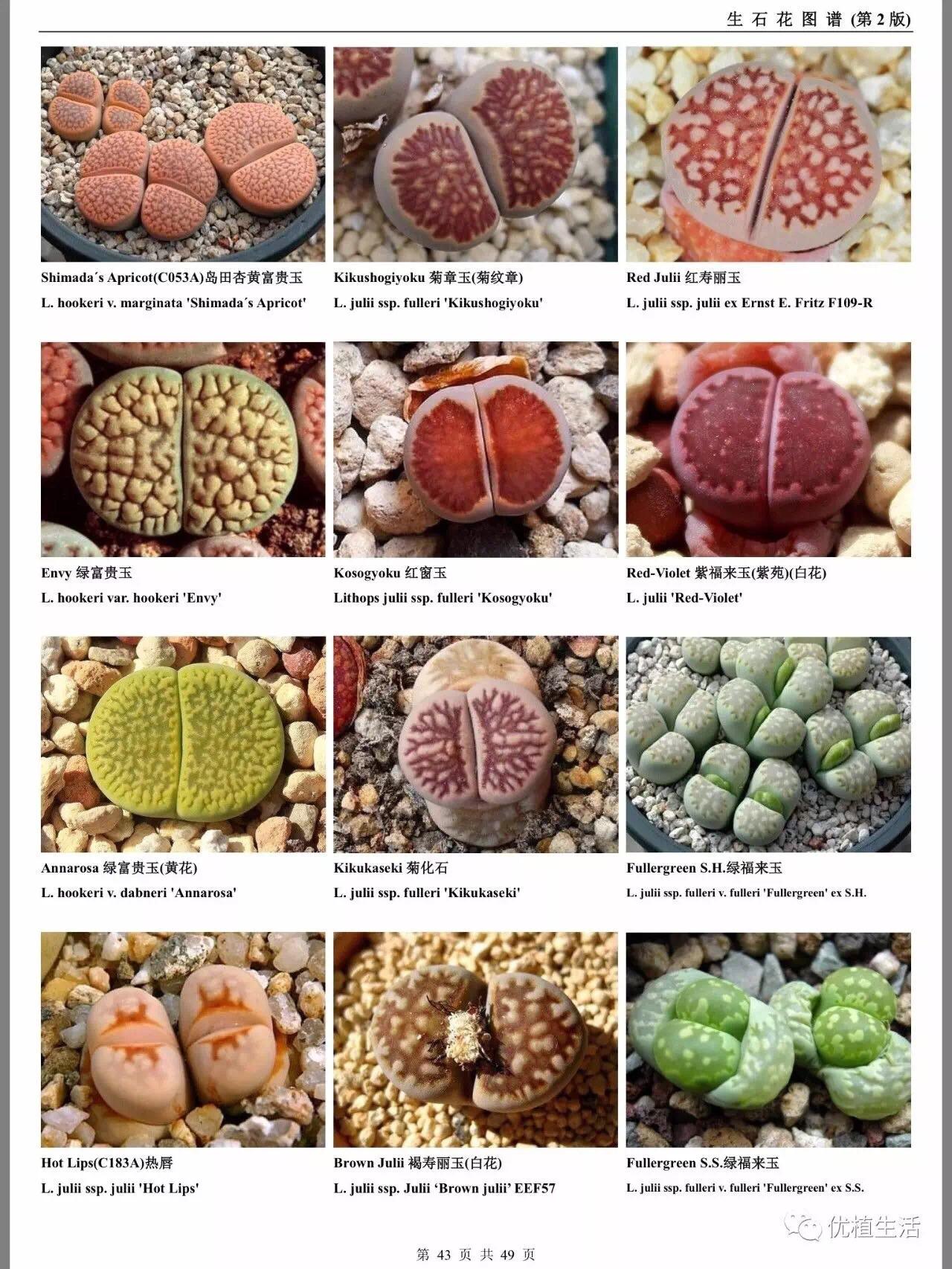 多肉植物#生石花#高清大图图鉴 - 知乎