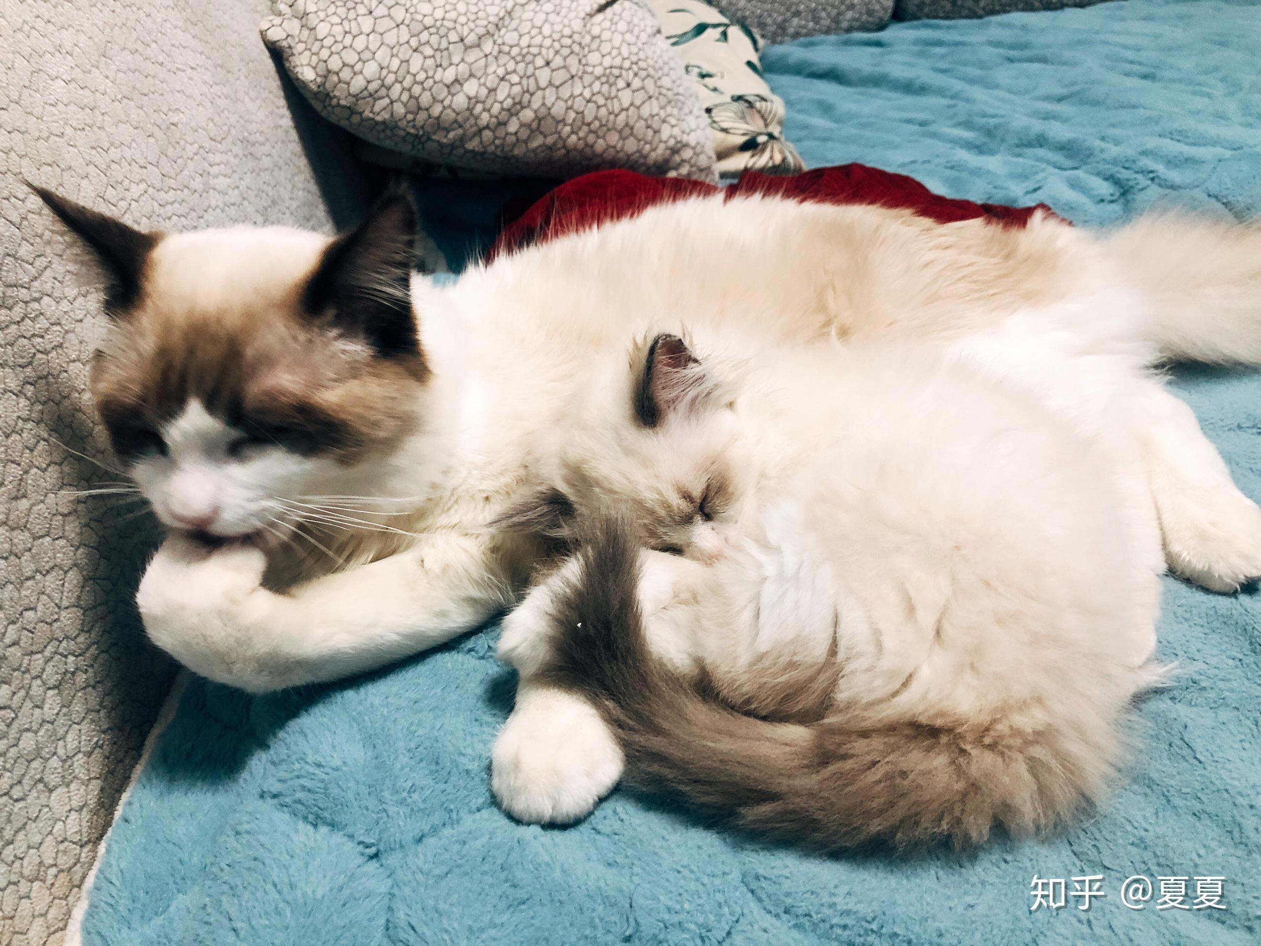 我没太在意,因为大猫在小的刚拿回来也是打喷嚏,我就一直喷着马克西金