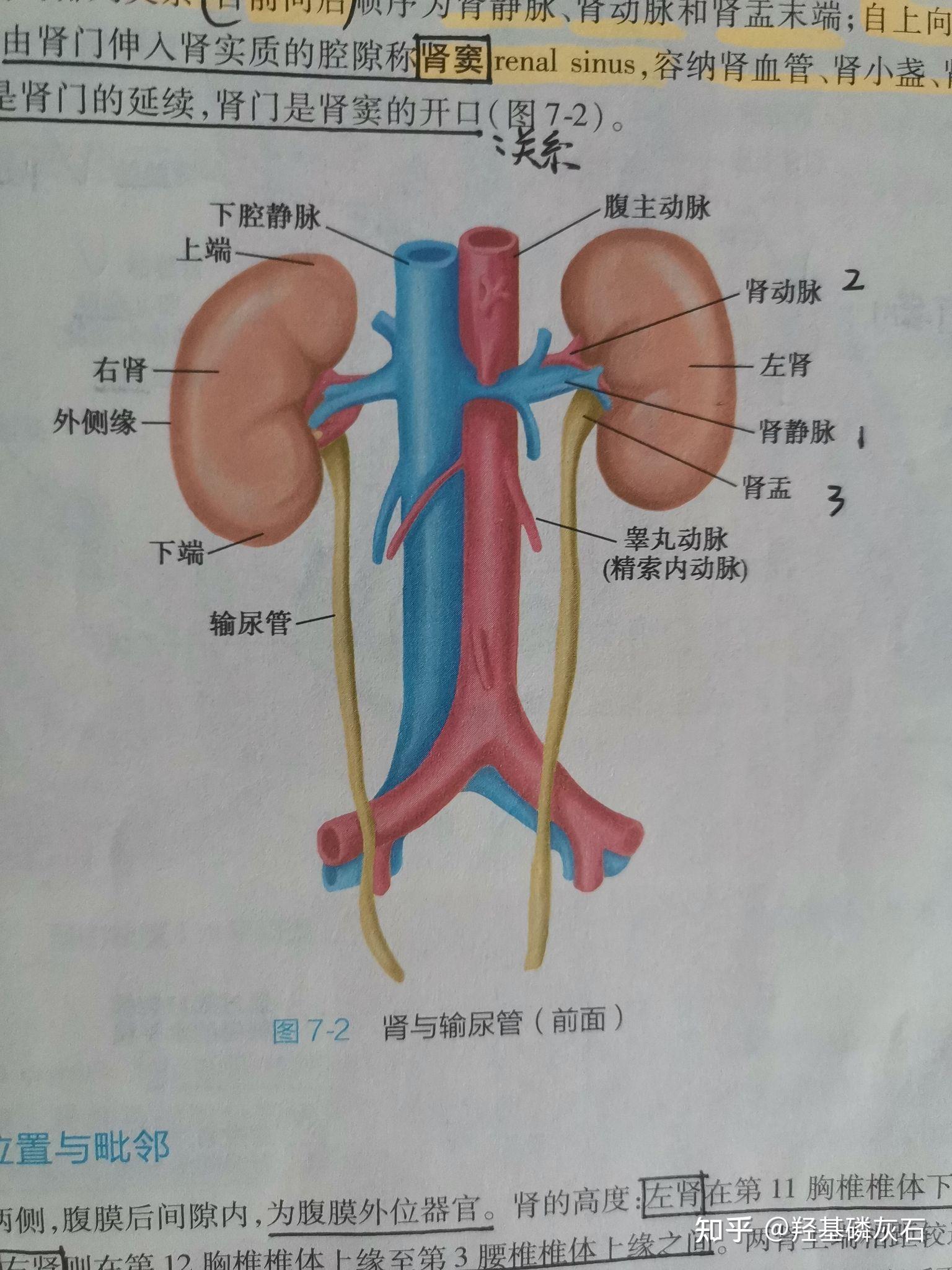 系统解剖学 第七章 泌尿系统(思维导图) - 知乎