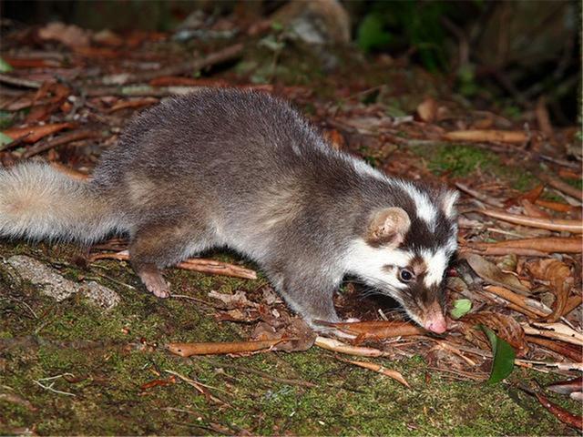 战斗力最弱的鼬科动物鼻子像猪脸像老鼠擅长用鼻子挖洞做窝