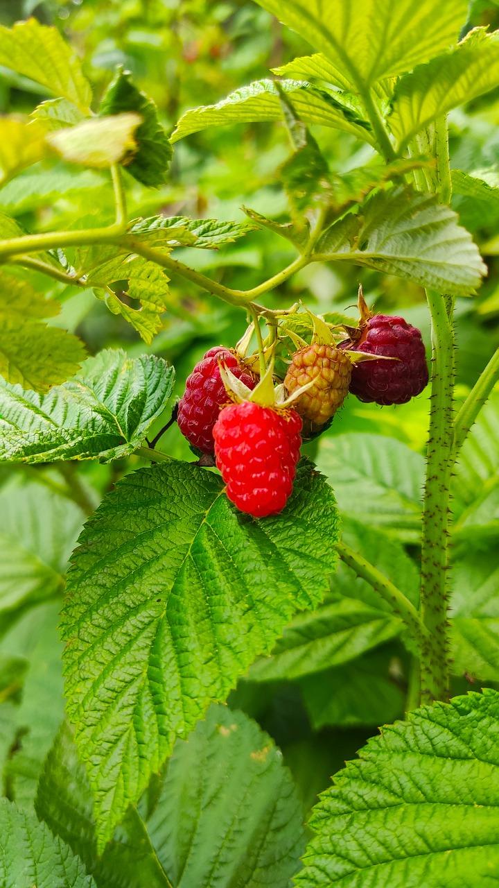 2. 叶子形状特征