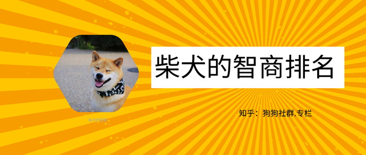 狗狗百科 柴犬聪明吗 柴犬的智商排名 知乎