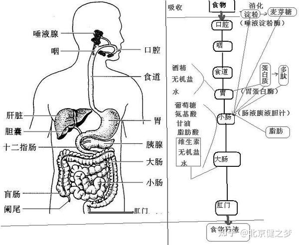 人体八大系统——消化系统- 知乎
