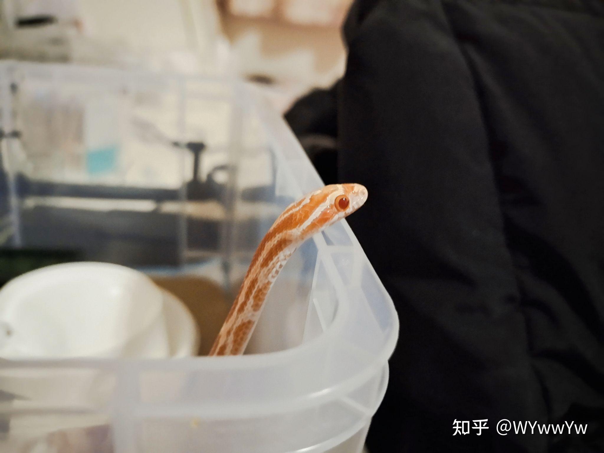 想养爬宠,有哪些入门级爬宠推荐? - 知乎