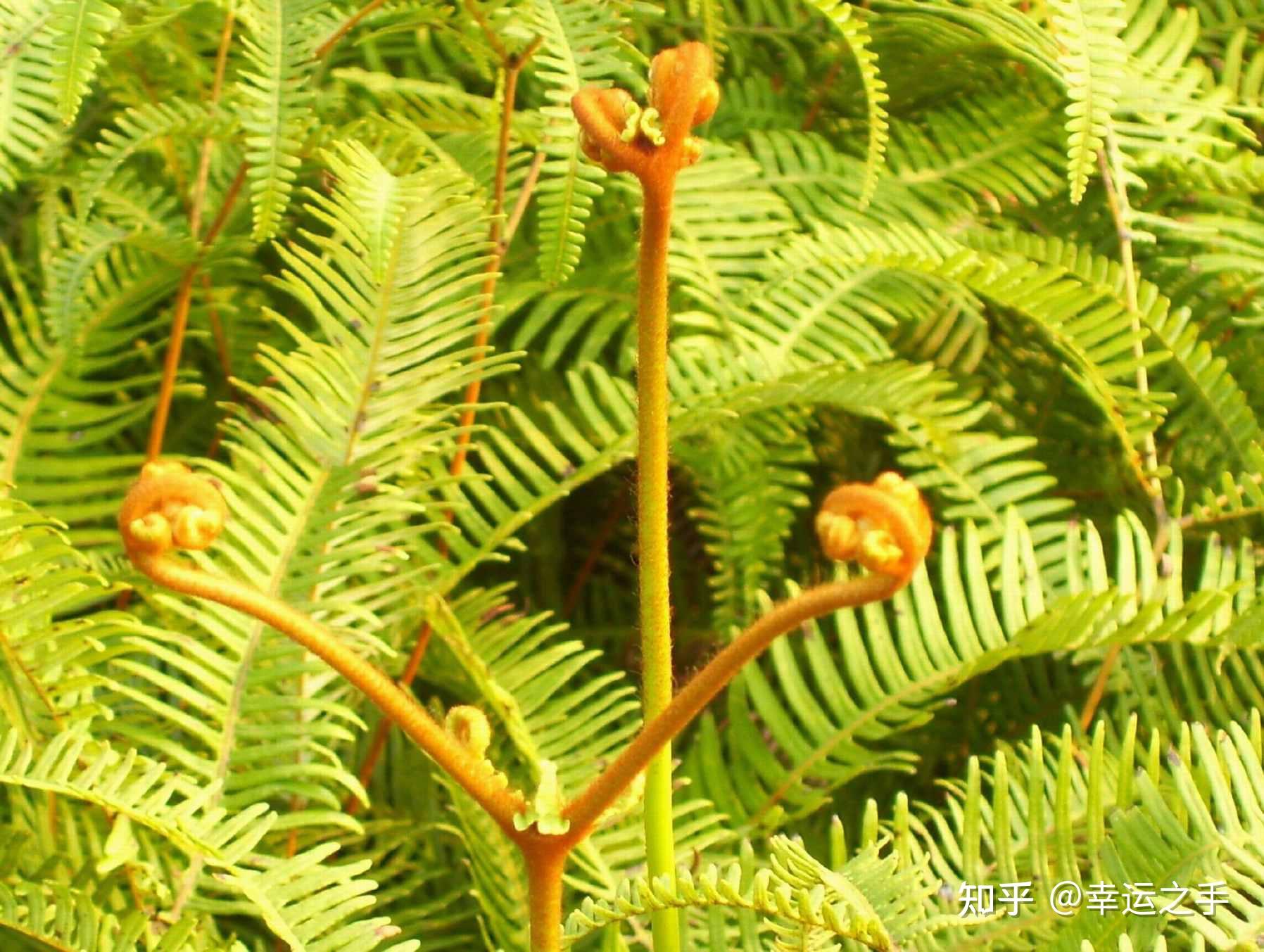 羊齿植物回归本源