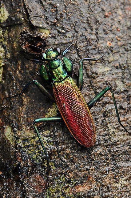 螳螂和螳蛉的区别