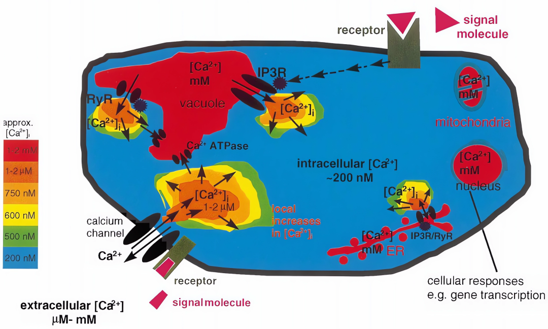 第二信使——钙离子（一） - 知乎