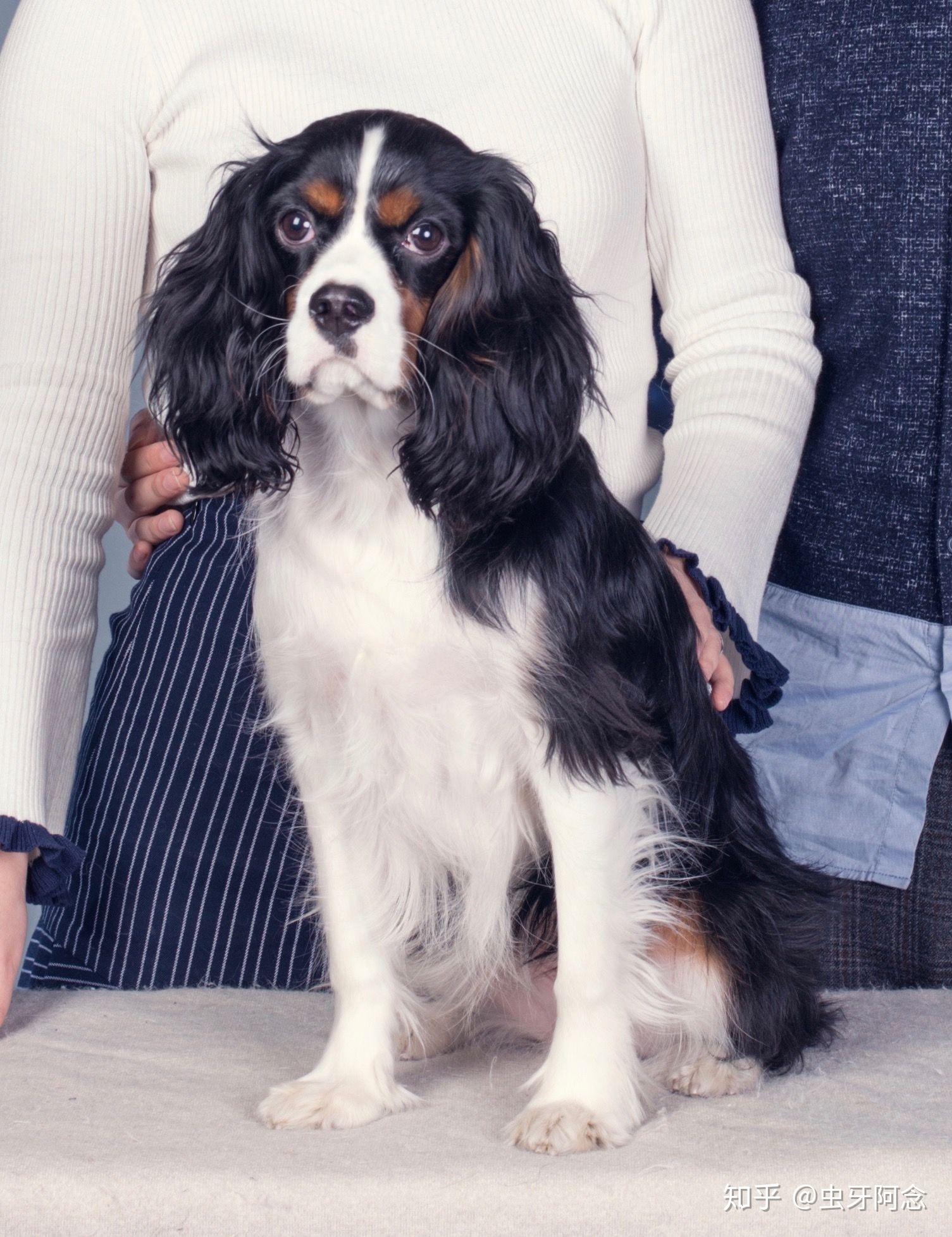 养骑士查理王小猎犬是什么体验? - 知乎