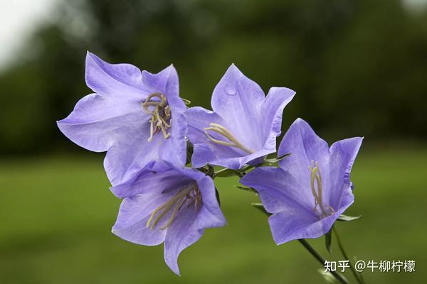 Common British Plants And Trees