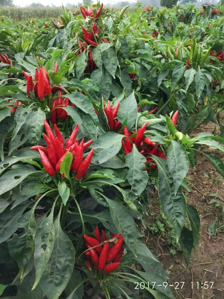 香港维尔特公司生产的施定椒多籽饱株株红催红素具有只崔红不落叶