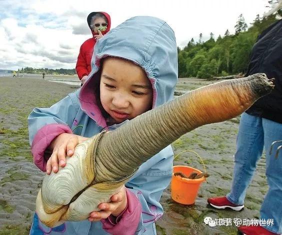 俗称象拔蚌的太平洋潜泥蛤 - 知乎