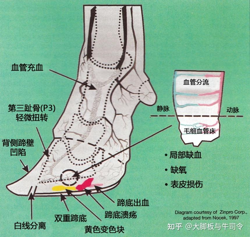 蹄病知识集锦,牧场人不要错过 - 知乎