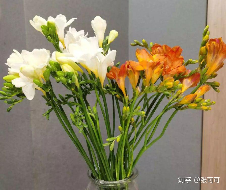 祖玛珑英国梨小苍兰到底什么味道