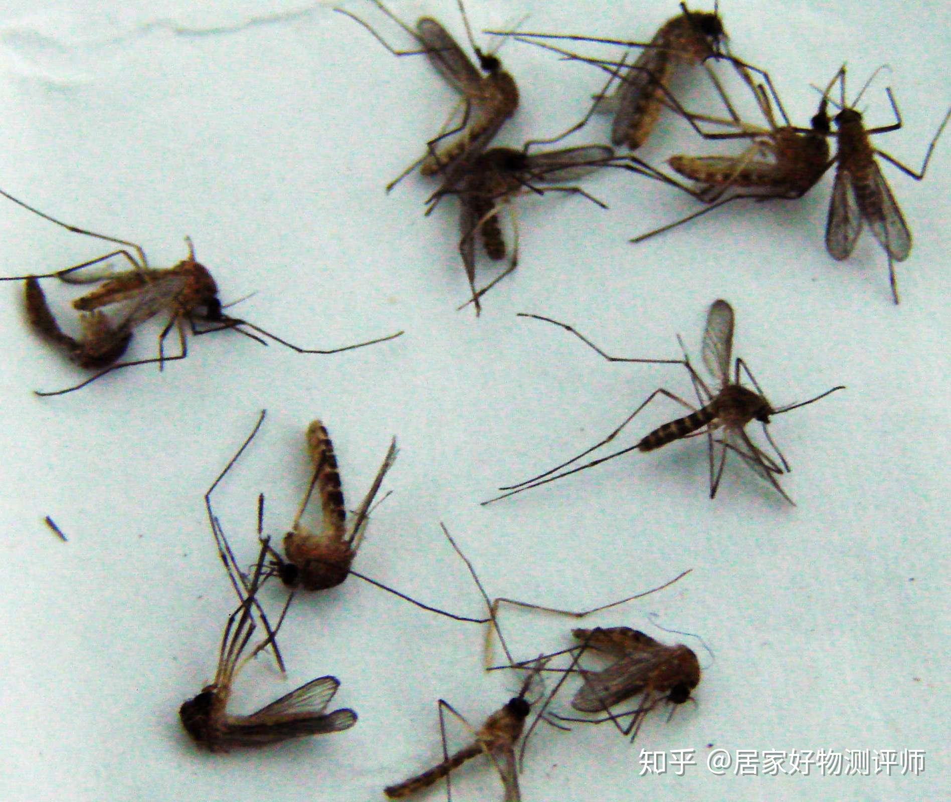 蚊子摄影图__昆虫_生物世界_摄影图库_昵图网nipic.com