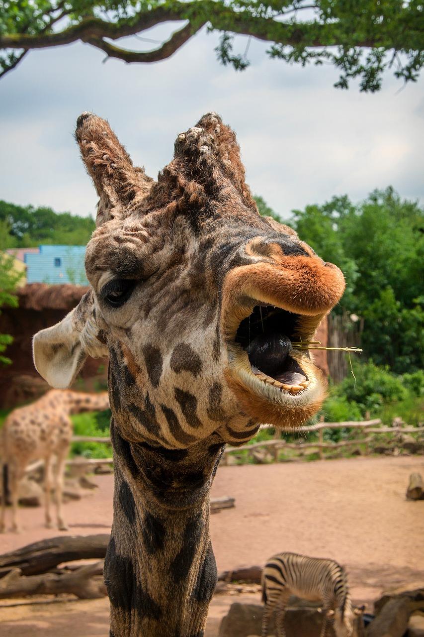 2. 辛集动物园导航