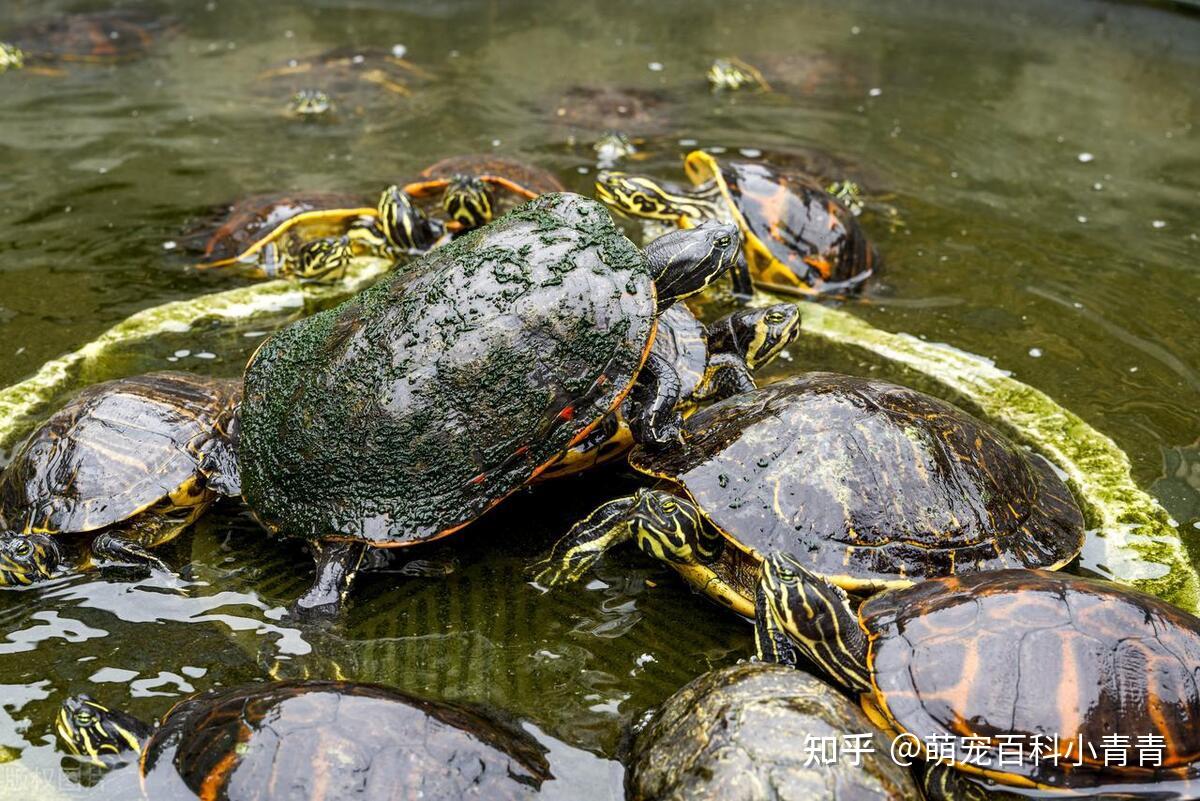 常见宠物龟有哪些？最常见的10种宠物龟，快来看看有你的乌龟吗！ - 知乎