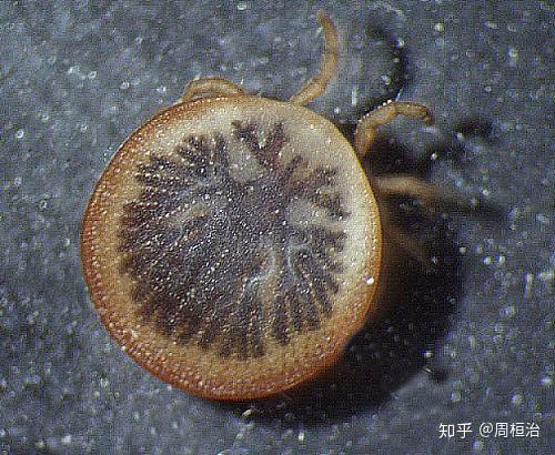 这是什么虫子,圆圆扁扁的,会吸血吗? - 知乎