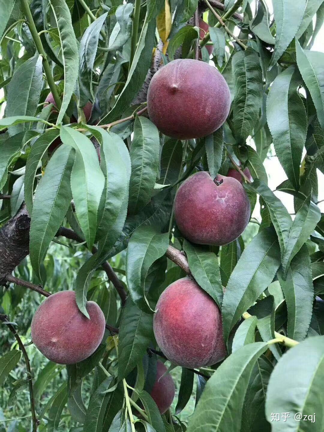 黑桃皇后,新品种桃树苗好管理吗?桃树苗哪个品种好?