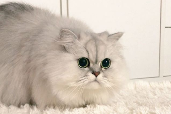 吸猫大会:金吉拉猫もぐもぐ - 知乎