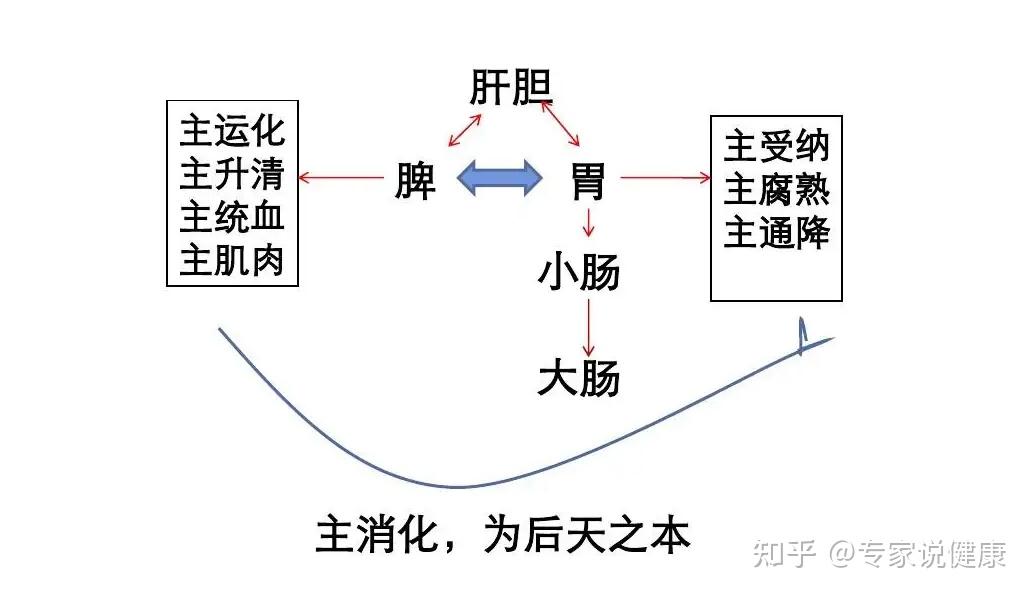 分為上焦,中焦和下焦,而脾胃同處於中焦部位,是人體氣機升降的樞紐