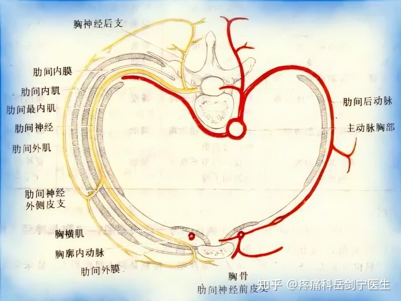 肋间神经痛有人知道是什么原因引起的吗该怎么医治?