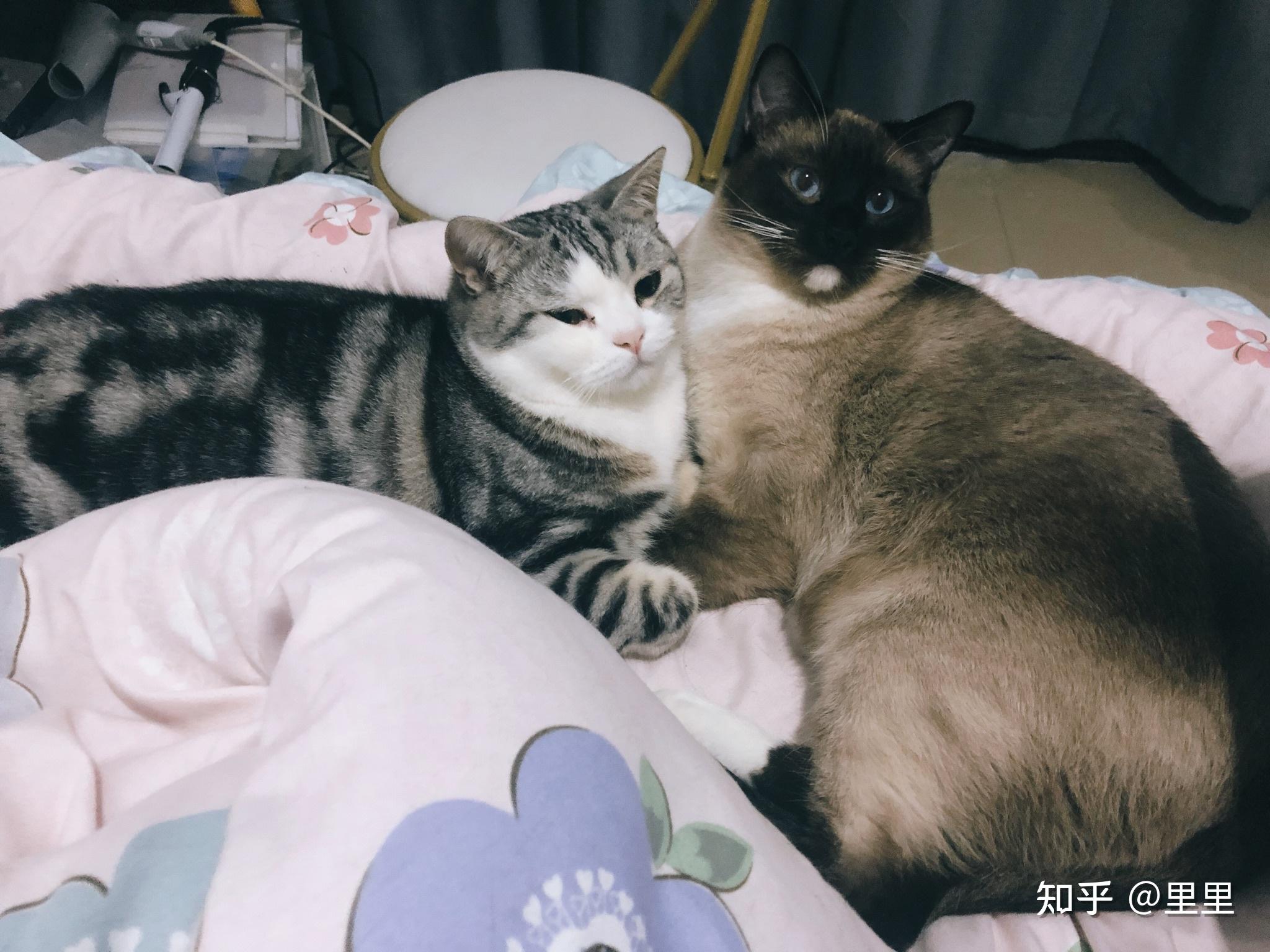 布偶猫和暹罗猫的串串什么样的? - 知乎