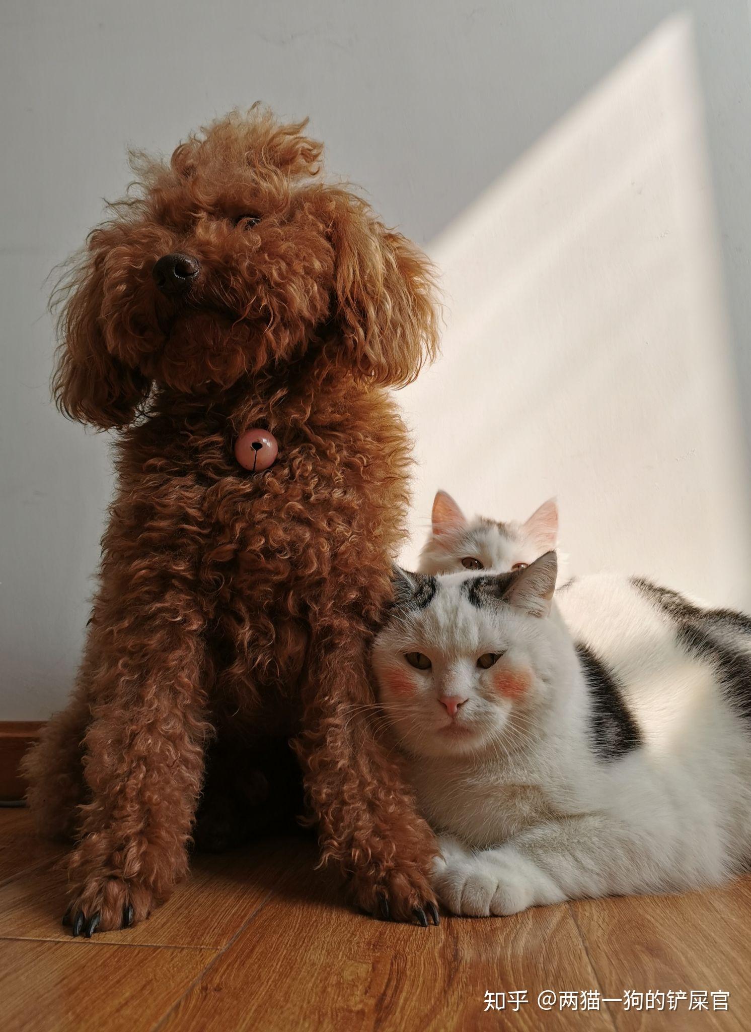 家里两只猫一只狗是什么体验 - 知乎