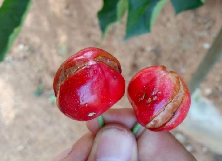 樱桃一夜间遭变故全裂口,农民掩面痛哭损失大,跪求专家们来支招