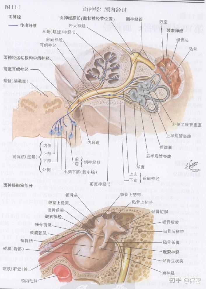 神经出脑桥后,与听神经在内耳道一起行走,出内耳道后进入面神经管,再