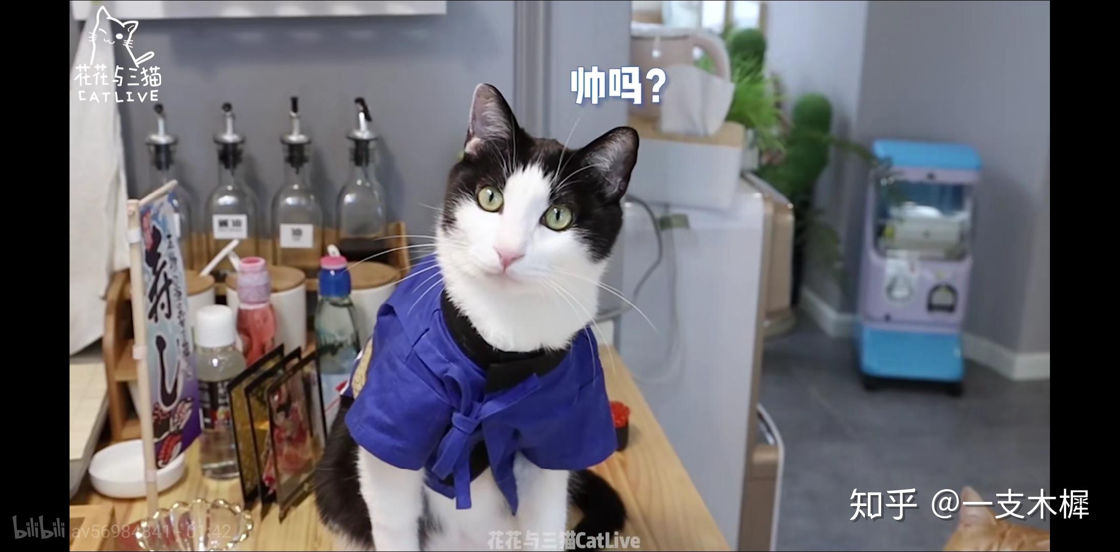 如何看待 b 站 up 主花花与三猫catlive 被质疑知后院买后院?