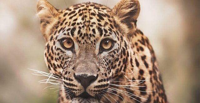 里尔克,《豹》 - 知乎