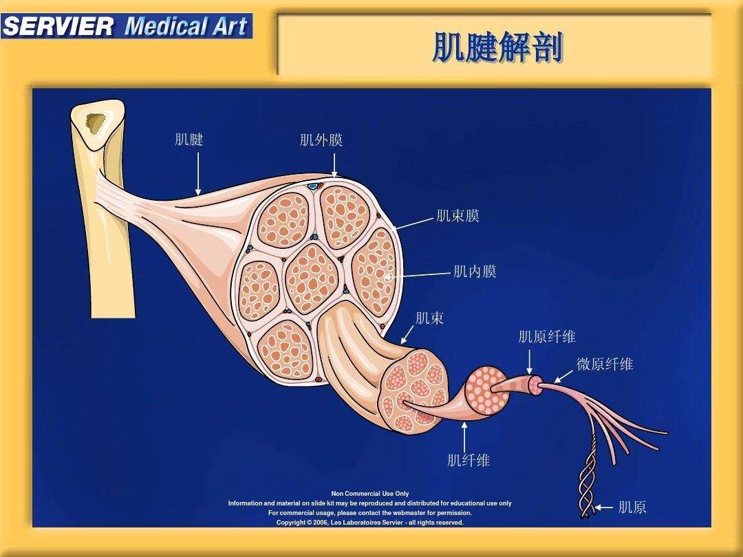 肌间脂肪和肌内脂肪的区别?或者说肌间脂肪的优点是什么?