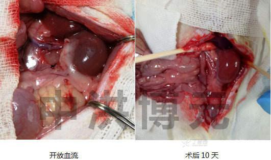 动物造模|大鼠肾移植模型 - 知乎