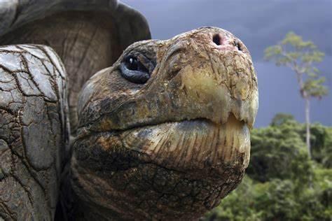 体型最大的陆龟加拉帕戈斯陆龟