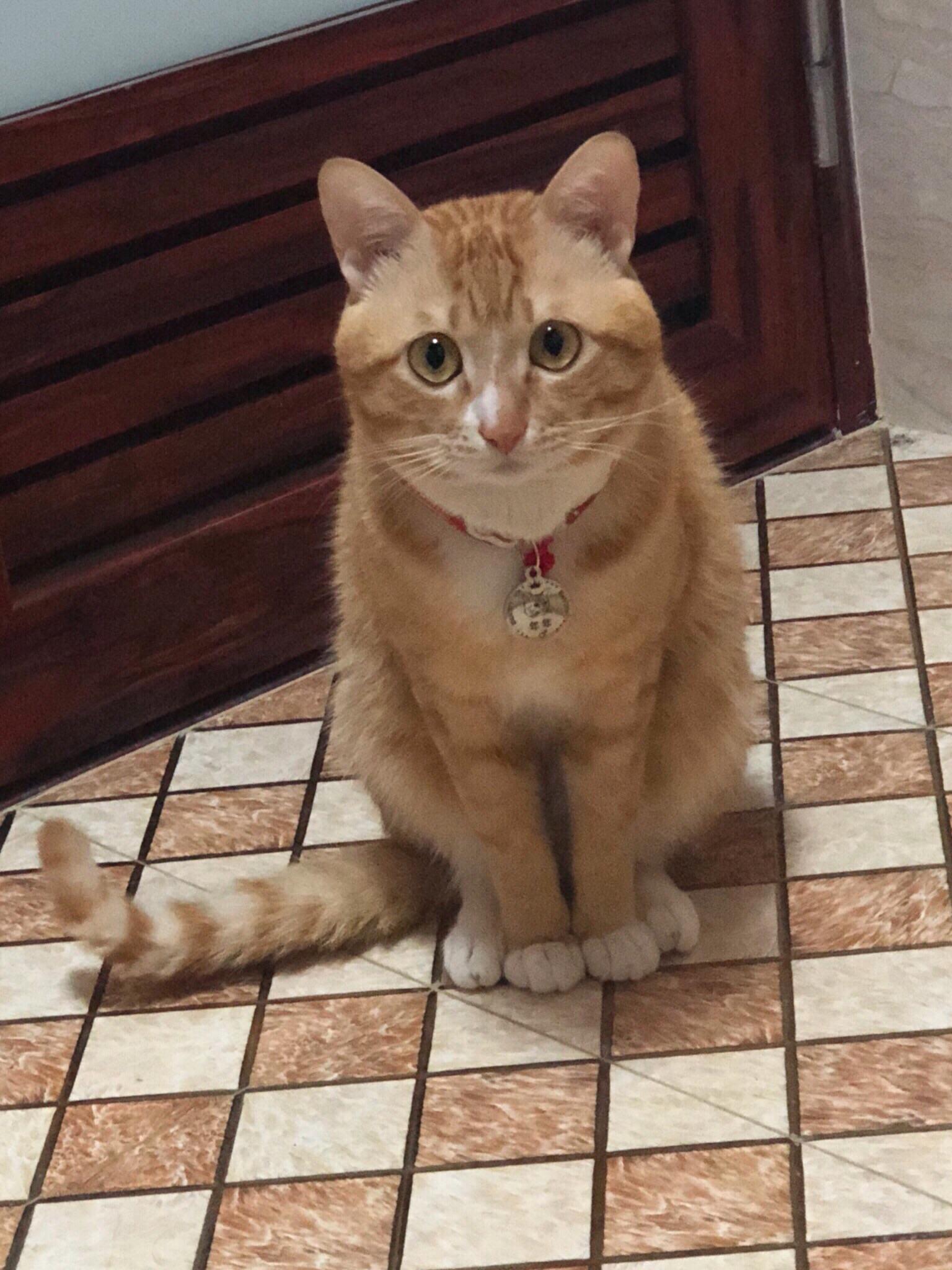 你见过最好看的橘猫长什么样?