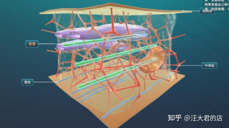 皮肤进化史 - 知乎