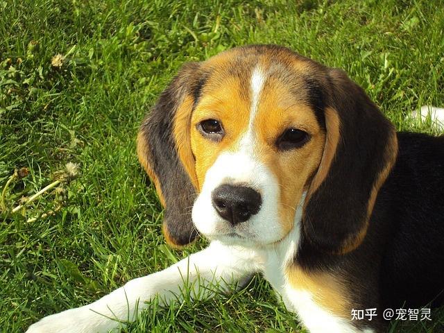 为什么实验犬中，98%犬只都是比格犬？ - 知乎